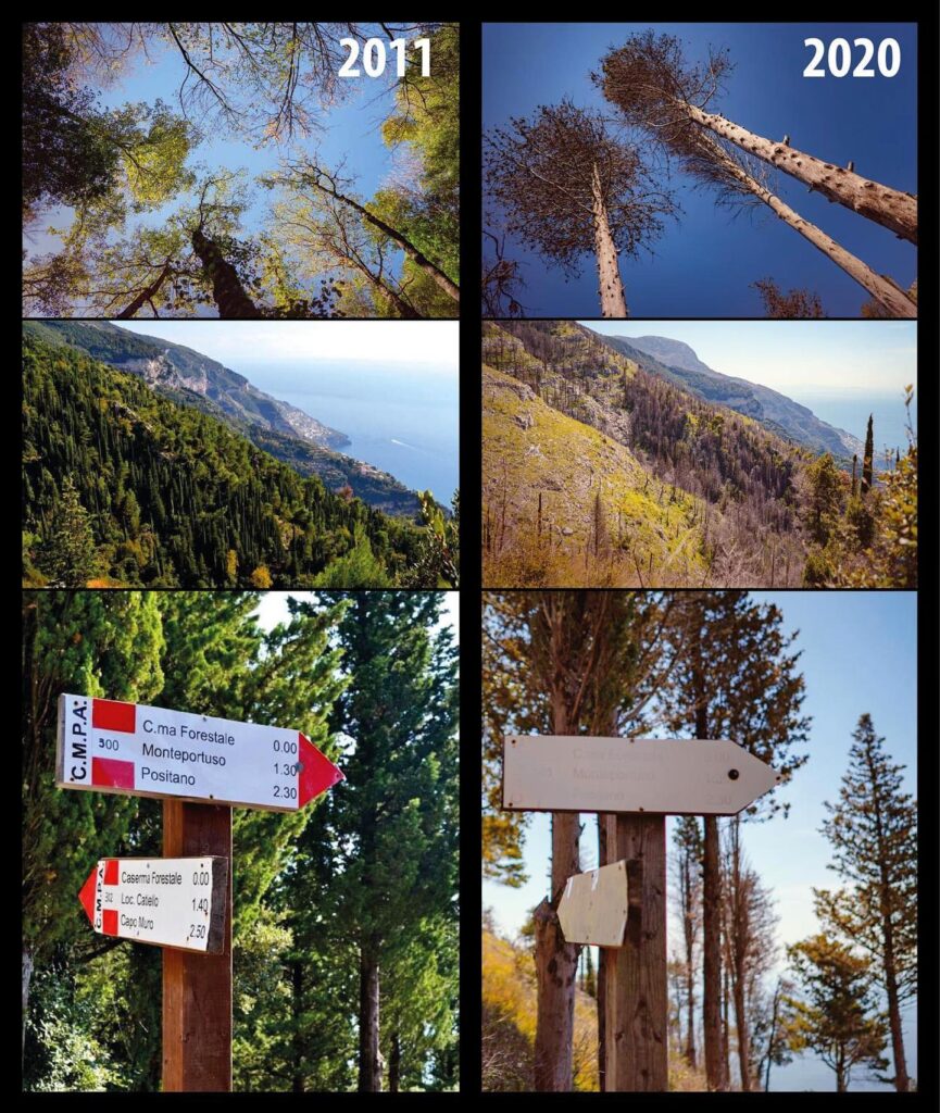Il 21 novembre ricorre la Giornata nazionale degli alberi Il 21 novembre ricorre la Giornata nazionale degli alberi