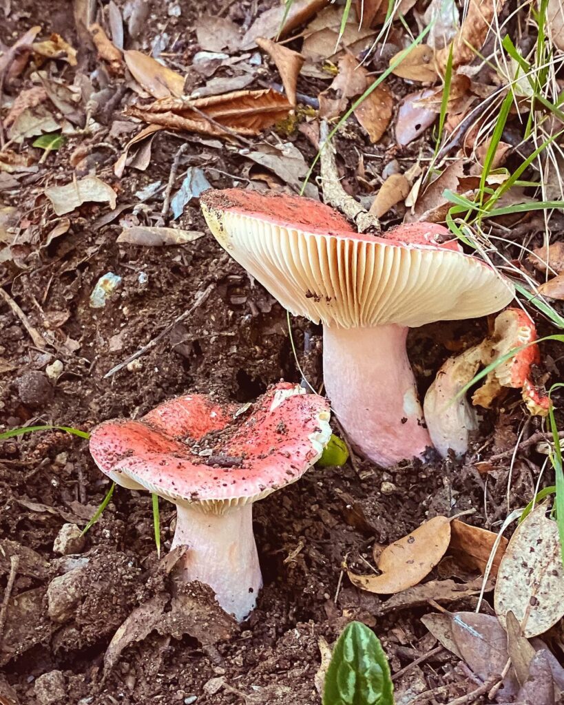 Quando si passeggia in montagna, andare alla ricerca di funghi può essere gratificante Quando si passeggia in montagna, andare alla ricerca di funghi può essere gratificante