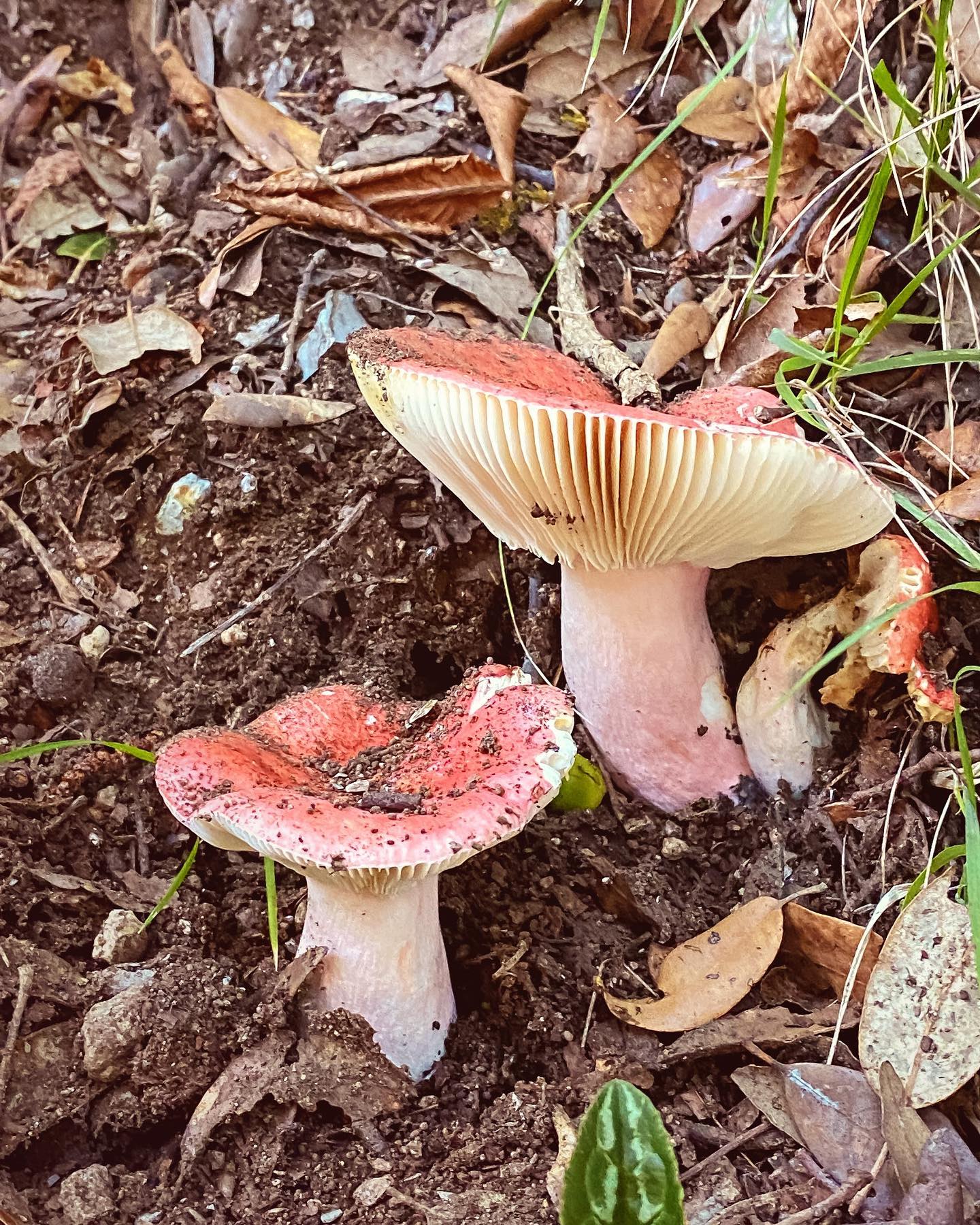 Quando si passeggia in montagna, andare alla ricerca di funghi può essere gratificante