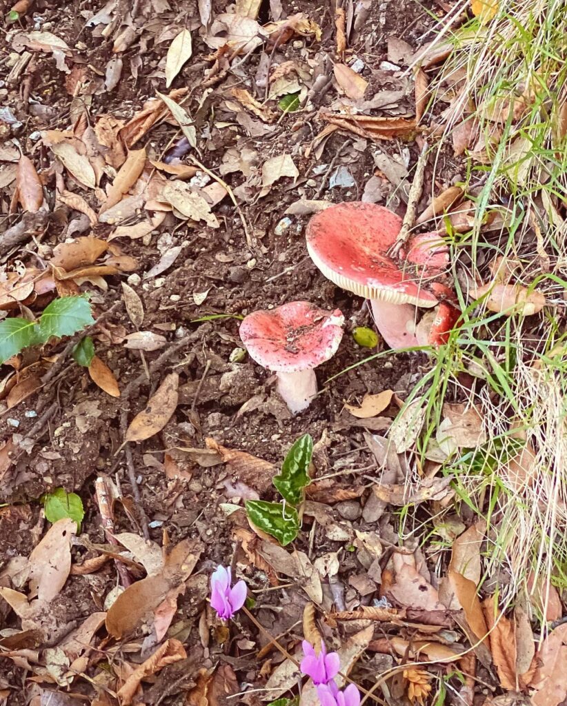 Quando si passeggia in montagna, andare alla ricerca di funghi può essere