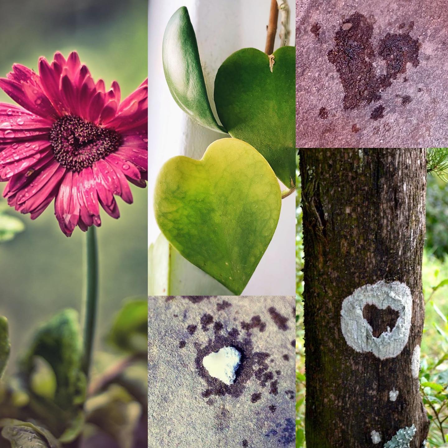 Cuori in mezzo alla natura