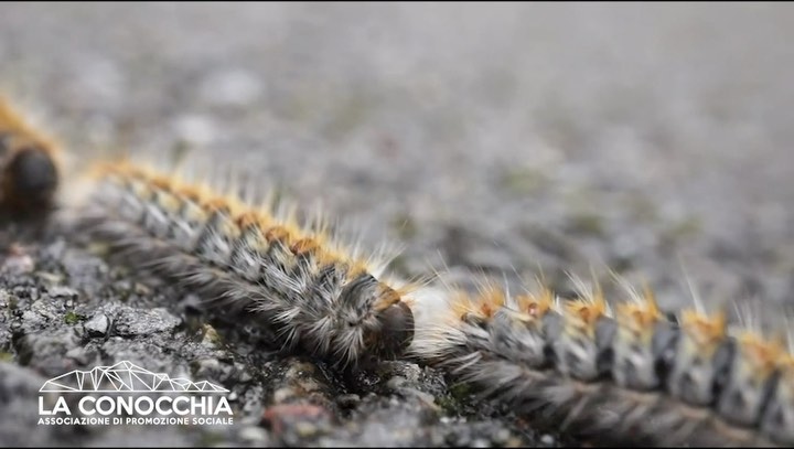 Con l’arrivo della primavera ritorna anche il pericolo processionaria